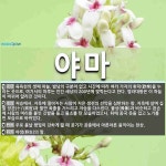 야마 뜻: 육욕천의 셋째 하늘. 밤낮의 구분이 없고 시간에 따라 여러 가지의 환락(歡樂)을 누리는 곳 [국어 사전]