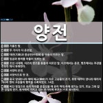 양전 뜻: 기름진 밭., 두 가지가 다 온전함., 대전(大殿)과 중궁전(中宮殿)을 아울러 이르는 말. [국어 사전]