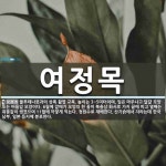 여정목 뜻