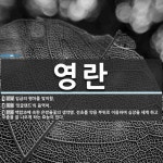 영란 뜻: 임금의 행차를 맞이함., ‘잉글랜드’의 음역어., 백합과에 속한 은방울꽃의 생약명. 전초를 [국어 사전]