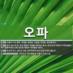 오파 뜻: 선종의 다섯 종파. 임제종, 운문종, 조동종, 위앙종, 법안종이다., 중국 명나라 때, 중 [국어 사전]