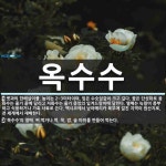 옥수수 뜻: 볏과의 한해살이풀. 높이는 2~3미터이며, 잎은 수숫잎같이 크고 길다. 꽃은 단성화로 웅화 [국어 사전]