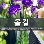 올킬 뜻: 연예, 게임, 스포츠 따위에서, 빠른 기세로 그 영역을 휩쓸거나 세력 범위를 넓히거나 한 올킬 뜻: 연예, 게임, 스포츠 따위에서, 빠른... 