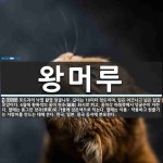 왕머루 뜻: 포도과의 낙엽 활엽 덩굴나무. 길이는 10미터 정도이며, 잎은 어긋나고 넓은 달걀 모양이다