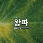왕파 뜻: 굵은 파.