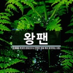 왕팬 뜻: 특정한 운동선수나 연예인 등을 매우 좋아하는 사람.