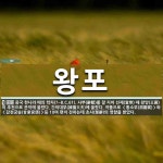 왕포 뜻