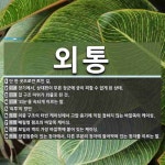 외통 뜻: 단 한 곳으로만 트인 길., 장기에서, 상대편이 부른 장군에 궁이 피할 수 없게 된 상태. [국어 사전]