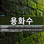 용화수 뜻