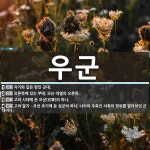 우군 뜻: 자기와 같은 편인 군대., 오른쪽에 있는 부대. 또는 대열의 오른쪽., 고려 시대에 둔 오 [국어 사전]