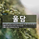 울담 뜻: 집의 둘레나 일정한 공간을 둘러막기 위하여 흙, 돌, 벽돌 따위로 쌓아 올린 것., 목구멍 [국어 사전]