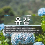 유감 뜻: 느끼는 바가 있음., 운향과의 한 품종. 상록수로 열매는 식용하거나 약용한다., 고려 문종 [국어 사전]