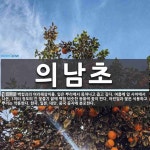 의남초 뜻: 백합과의 여러해살이풀. 잎은 뿌리에서 뭉쳐나고 좁고 길다. 여름에 잎 사이에서 나온, 1미