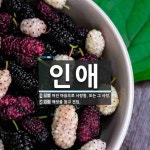 인애 뜻