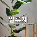 일류제 뜻: 둑 안에 물이 너무 많을 때에, 그 위로 물이 넘쳐흐르도록 만든 부분.