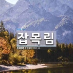 잡목림 뜻: 잡목들이 자라는 숲.