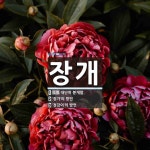 장개 뜻: 대단히 분개함., ‘장가’의 방언, ‘정강이’의 방언 [국어 사전]