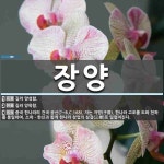 장양 뜻