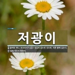 저광이 뜻: 올벼의 하나. 까끄라기가 짧고 빛깔이 검누런 것으로, 이른 봄에 심는다., ‘말똥가리’의 [국어 사전] 저광이 뜻: 올벼의 하나.... 