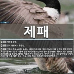 제패 뜻: 패권을 잡음., 경기 따위에서 우승함., 볏과의 한해살이풀. 높이는 1미터 정도이며, 잎은 [국어 사전]