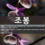 로우(선봉대체력단련) | 조봉 뜻: 긴 나무 막대의 한쪽 끝을 천장에 매달아 놓고, 손으로 끌어 잡고 오르내리면서 체력을 단련 [국어 사전]