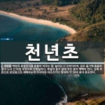 천년초 뜻