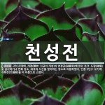 천성전 뜻: 고려 시대에, 개경(開京: 지금의 개성)의 연경궁(延慶宮)에 있던 전각. 도량(道場)을 설