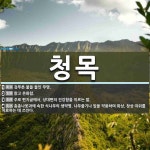 청목 뜻: 검푸른 물을 들인 무명., 맑고 온화함., 주로 편지글에서, 상대편의 건강함을 이르는 말. [국어 사전]