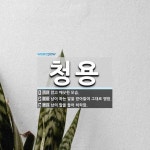 청용 뜻