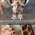 추투 뜻: ‘추계 투쟁’을 줄여 이르는 말. 노동조합, 농민 단체 등이 매년 가을에 임금과 노동 시간