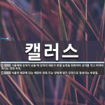 캘러스 뜻