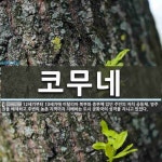 코무네 뜻: 12세기부터 13세기에 이탈리아 북부와 중부에 있던 주민의 자치 공동체. 영주권을 배제하고