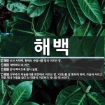 해백 뜻: 조선 시대에, 황해도 관찰사를 달리 이르던 말., ‘해백하다’의 어근., 혼이 빠지도록 몹 [국어 사전]