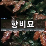 향비묘 뜻: 중국 허베이성 탕산의 청 동릉에 있는, 청나라 건륭제의 후궁 용비(容妃)의 묘.