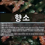 향소 뜻: 제사를 지내는 곳., 제사를 지내는 단., 국화과의 여러해살이풀. 높이는 1.5미터 정도이 [국어 사전]