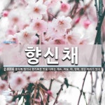 향신채 뜻: 음식에 맵거나 향기로운 맛을 더하는 채소. 마늘, 파, 양파, 생강 따위가 있다.