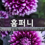 홈퍼니 뜻: 직원과 직원 가족을 위한 복지 시설이 잘 갖추어져 있어서, 집에서 일하는 것과 같이 편안한