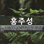 홍주성 뜻: 충청남도 홍성군 홍성읍에 있는 옛 성. 삼국 시대에 처음 지어졌으나 지금의 성은 조선 문종