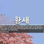 몸의 길이는 1미터, 편 날개의 길이는 66cm 정도이고 백로와 비슷하나... 몸의 길이는 1미터, 편 날개의 길이는 66cm 정도이고 백로와 비슷하나... 