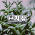 효자상 뜻: 부모를 잘 섬기는 아들을 기리어 주는 상.
