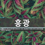 흥광 뜻: 중국 북위 문성제 때의 연호(454~455). 문성제의 두 번째 연호로, 황자의 탄생을 기