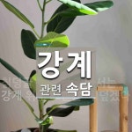 강계에 관한 속담: 1개
