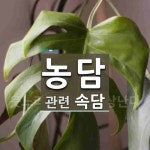농담에 관한 속담: 1개