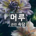 머루에 관한 속담: 3개