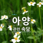 아양에 관한 속담: 4개