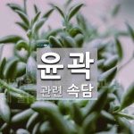 윤곽에 관한 속담: 1개