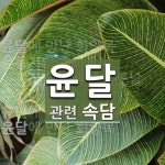 윤달에 관한 속담: 5개