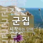 군집으로 시작하는 단어는? 31개