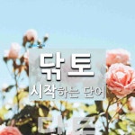 닦토 시작 단어