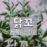 닭꼬 시작 단어